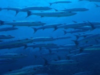 Flynn Reef 다이빙 포인트 | PADI