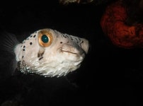 人気のダイビングスポット in Texas | PADI 人気のダイビングスポット  | PADI