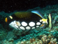 Flynn Reef 다이빙 포인트 | PADI