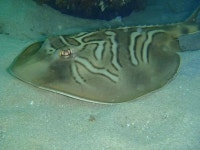 호주의 최고의 다이빙 포인트 | PADI 의 최고의 다이빙 포인트 | PADI