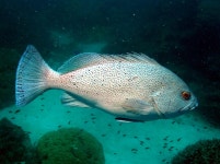 Flynn Reef 다이빙 포인트 | PADI