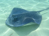 Red point 다이빙 포인트 | PADI