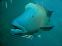 Flynn Reef 다이빙 포인트 | PADI