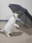 블라인드 | 반려동물: 고양이와 우산 반려동물: 고양이와 우산