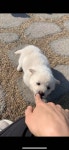 블라인드 | 반려동물: 동네 강아지가 새끼 5마리 낳았어 반려동물: 동네 강아지가 새끼 5마리 낳았어