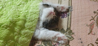 블라인드 | 반려동물: 우리집 놀숲이양 😃 반려동물: 우리집 놀숲이양 😃