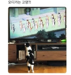 블라인드 | 블라블라: 얘넨 정말 존재 자체가 귀여운 생물체야 블라블라: 얘넨 정말 존재 자체가 귀여운 생물체야