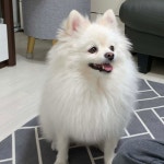 블라인드 | 반려동물: 나도 우리 강아지 자랑할래!! 반려동물: 나도 우리 강아지 자랑할래!!