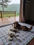 블라인드 | 반려동물: 댕댕이 산책 반려동물: 댕댕이 산책