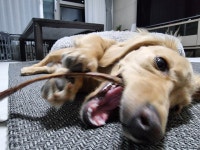 블라인드 | 반려동물: 토요닥스 반려동물: 토요닥스