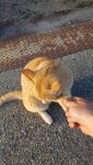 블라인드 | 블라블라: 🐱 고양아 고양아 손!! 블라블라: 🐱 고양아 고양아 손!!