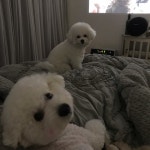 블라인드 | 반려동물: 현재 우리집 반려동물: 현재 우리집