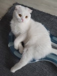 블라인드 | 반려동물: 두리 쿵이 간만에 왔다옹~ 반려동물: 두리 쿵이 간만에 왔다옹~
