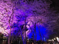 블라인드 | 블라블라: 어제자 석촌호수 블라블라: 어제자 석촌호수