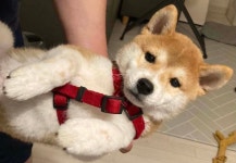 블라인드 | 반려동물: 퇴근하고싶따아 반려동물: 퇴근하고싶따아