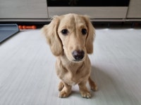 블라인드 | 반려동물: 토요닥스 반려동물: 토요닥스