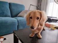 블라인드 | 반려동물: 토요닥스 반려동물: 토요닥스