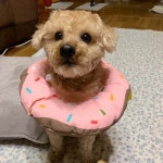 블라인드 | 블라블라: 멍멍이 키우고싶어졌어 블라블라: 멍멍이 키우고싶어졌어