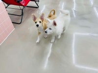 블라인드 | 반려동물: 오늘자 애견호텔 마지막날 킹 사진ㅋㅋ 반려동물: 오늘자 애견호텔 마지막날 킹 사진ㅋㅋ