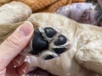 블라인드 | 반려동물: 꼬순내 반려동물: 꼬순내