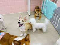 블라인드 | 반려동물: 애견호텔 간 오늘자 킹 근황 2 반려동물: 애견호텔 간 오늘자 킹 근황 2