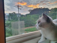 블라인드 | 블라블라: 냥냥 블라블라: 냥냥