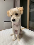 블라인드 | 반려동물: 우리 댕댕이 너무 귀여워 반려동물: 우리 댕댕이 너무 귀여워