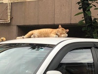 블라인드 | 반려동물: 간만에 머리하고 집 가는 길인데 반려동물: 간만에 머리하고 집 가는 길인데