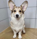 블라인드 | 블라블라: 형들 우리집 강아지 돌봐줄수있어? 블라블라: 형들 우리집 강아지 돌봐줄수있어?