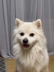 블라인드 | 반려동물: 우리집 댕댕이 특 반려동물: 우리집 댕댕이 특