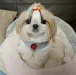 블라인드 | 반려동물: 오랫만에 순심이~ 반려동물: 오랫만에 순심이~