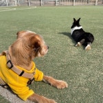 블라인드 | 반려동물: 우리아파트 마스코트 반려동물: 우리아파트 마스코트