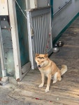 블라인드 | 블라블라: 예전에 지나가다 본 댕댕이 블라블라: 예전에 지나가다 본 댕댕이