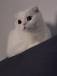 블라인드 | 반려동물: 두리보고 가세요~~!! 반려동물: 두리보고 가세요~~!!