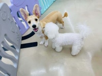 블라인드 | 반려동물: 애견호텔 간 오늘자 킹 근황 2 반려동물: 애견호텔 간 오늘자 킹 근황 2