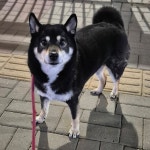 블라인드 | 블라블라: 멍줍 초반 VS 현재 블라블라: 멍줍 초반 VS 현재