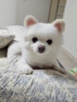 블라인드 | 블라블라: 울 뭉뭉이 사진 투척 블라블라: 울 뭉뭉이 사진 투척