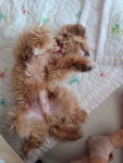 블라인드 | 반려동물: 울희집 강아쥐는 me친 강아쥐~ 반려동물: 울희집 강아쥐는 me친 강아쥐~