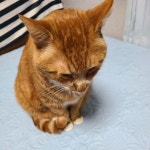 블라인드 | 반려동물: 애옹ㅂ 반려동물: 애옹ㅂ