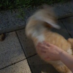 블라인드 | 블라블라: 기숙사 고양이 너무 귀여운거같아 블라블라: 기숙사 고양이 너무 귀여운거같아