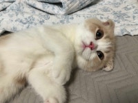 블라인드 | 반려동물: 나른한 목요일  반려동물: 나른한 목요일 