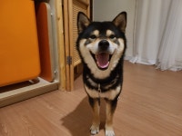 블라인드 | 반려동물: 시바견도 주인 마음을 느끼는 걸까요? 반려동물: 시바견도 주인 마음을 느끼는 걸까요?