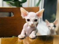 블라인드 | 반려동물: 냥이 10 반려동물: 냥이 10