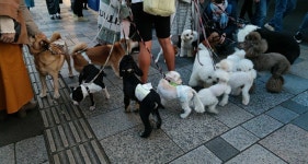 블라인드 | 반려동물: 개판 반려동물: 개판