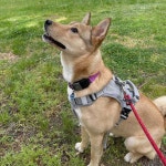 블라인드 | 반려동물: 아메리칸 누레 근황 반려동물: 아메리칸 누레 근황