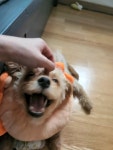 블라인드 | 반려동물: 엄마손은 마약손🤪 반려동물: 엄마손은 마약손🤪