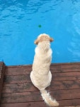 블라인드 | 반려동물: 산책하기 딱 조은 날씨댕🐶 반려동물: 산책하기 딱 조은 날씨댕🐶