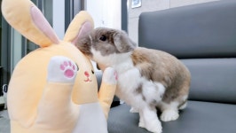 블라인드 | 반려동물: 징역다녀온 토순이네 반려동물: 징역다녀온 토순이네