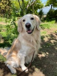 블라인드 | 반려동물: 산책하기 딱 조은 날씨댕🐶 반려동물: 산책하기 딱 조은 날씨댕🐶