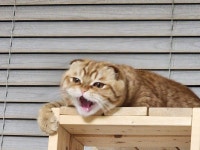 블라인드 | 반려동물: 2023년도 건강하자냥 반려동물: 2023년도 건강하자냥